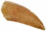 Serrated Raptor Tooth - Real Dinosaur Tooth #357977-1